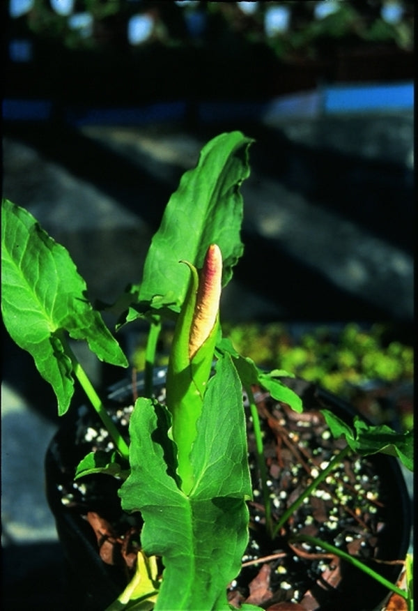 Image of Arum concinnatum|Juniper Level Botanic Gdn, NC|JLBG