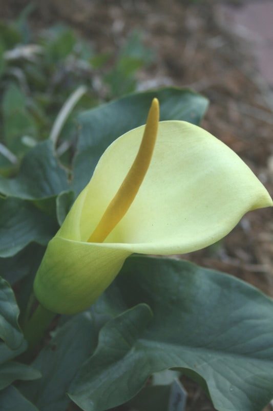 Image of Arum creticum FCC Form|Juniper Level Botanic Gdn, NC|JLBG