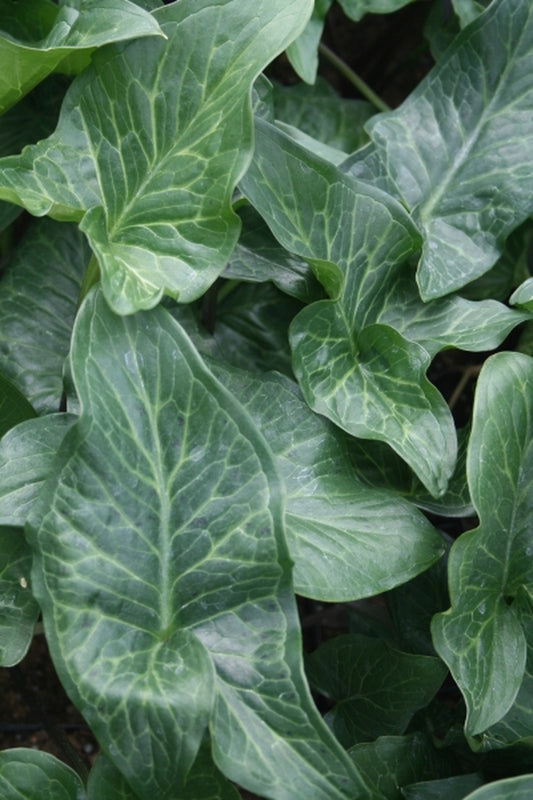 Image of Arum cyrenaicum x concinnatum|Juniper Level Botanic Gdn, NC|JLBG