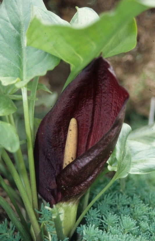 Image of Arum elongatum|Juniper Level Botanic Gdn, NC|JLBG