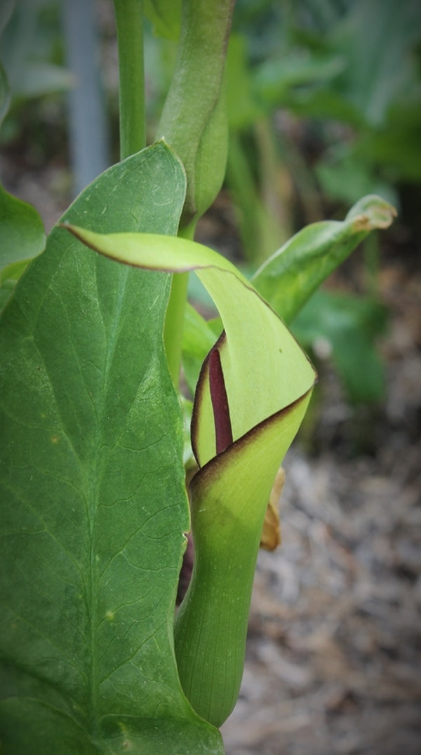 Image of Arum hygrophilum|Juniper Level Botanic Gdn, NC|JLBG