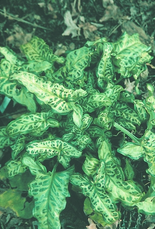 Image of Arum italicum Silver Vein Pattern|Juniper Level Botanic Gdn, NC|JLBG