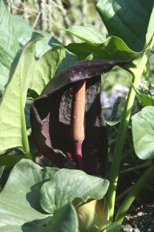 Image of Arum nigrum|Juniper Level Botanic Gdn, NC|JLBG