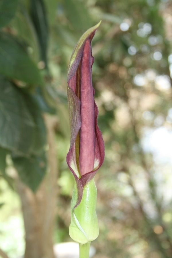 Image of Arum rupicola var. virescens|Juniper Level Botanic Gdn, NC|JLBG