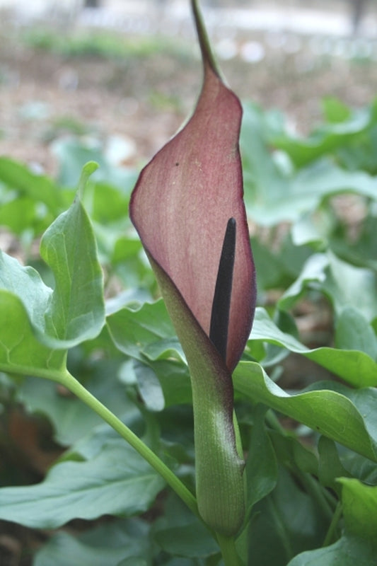 Image of Arum sintenisii|Juniper Level Botanic Gdn, NC|JLBG