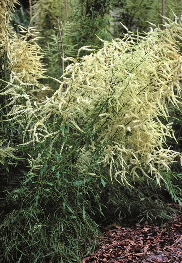 Image of Aruncus dioicus 'Whirlwind'|Schwarmstedt, Germany|Jelitto Seed Company