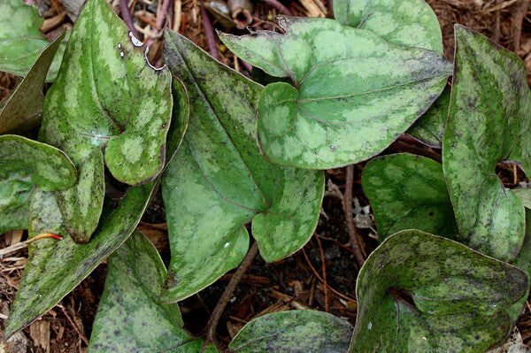 Image of Asarum arifolium 'St. Clair'|Juniper Level Botanic Gdn, NC|JLBG