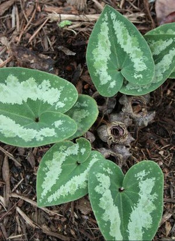 Image of Asarum asaroides|Juniper Level Botanic Gdn, NC|JLBG