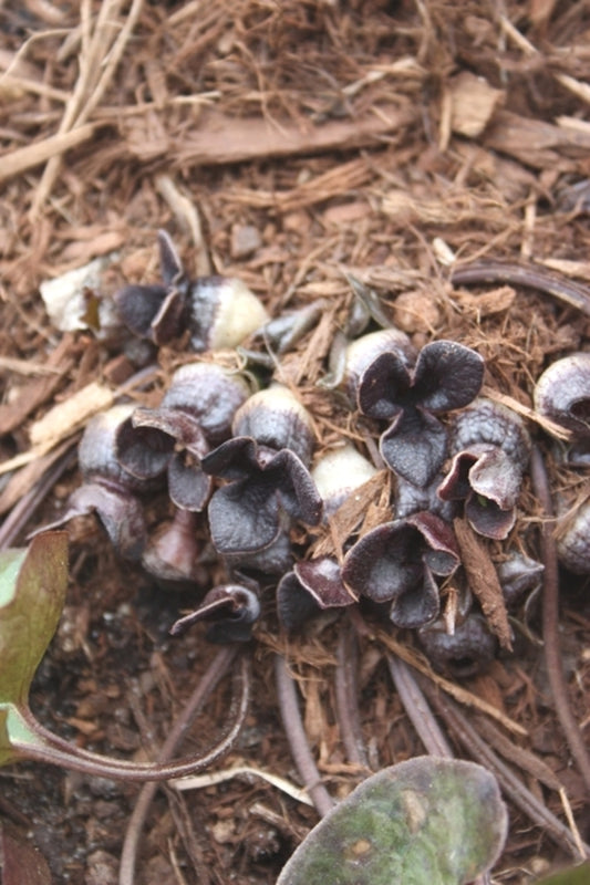 Image of Asarum asperum|Juniper Level Botanic Gdn, NC|JLBG