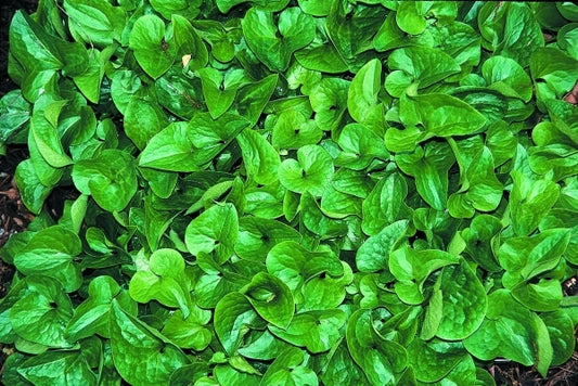Image of Asarum caudatum|Juniper Level Botanic Gdn, NC|JLBG