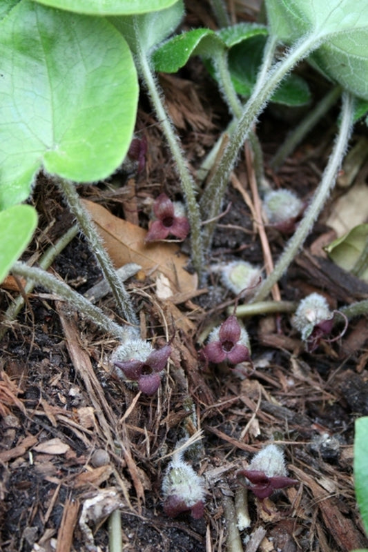 Image of Asarum caudigerum CPC 16.02.01.1A|Juniper Level Botanic Gdn, NC|JLBG