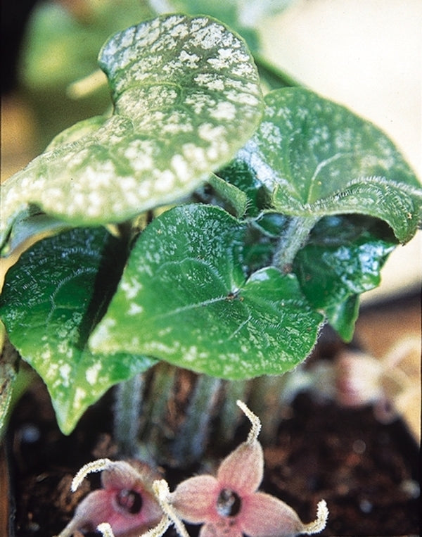 Image of Asarum caudigerum var. cardiophyllum|Juniper Level Botanic Gdn, NC|JLBG
