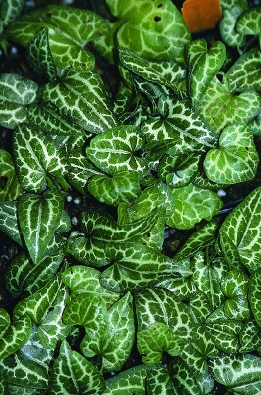 Image of Asarum epigynum 'Silver Web'|Juniper Level Botanic Gdn, NC|JLBG