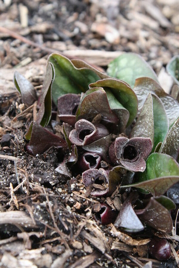 Image of Asarum forbesii 'Mercury'|Juniper Level Botanic Gdn, NC|JLBG