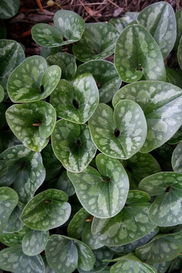 Image of Asarum forbesii 'Mercury'|Juniper Level Botanic Gdn, NC|JLBG