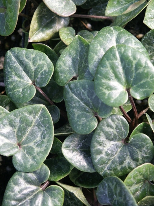 Image of Asarum harperi 'Eco Dark Heartlet'|Juniper Level Botanic Gdn, NC|JLBG