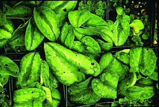 Image of Asarum hexalobum 'Asteroid'|Juniper Level Botanic Gdn, NC|JLBG