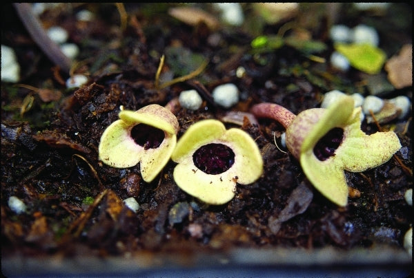 Image of Asarum ikegamii|Juniper Level Botanic Gdn, NC|JLBG