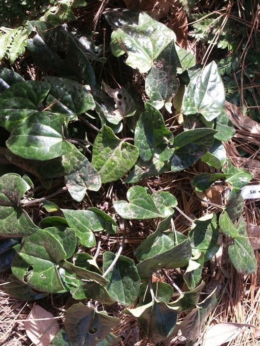 Image of Asarum kumageanum Green Leaf Form|Juniper Level Botanic Gdn, NC|JLBG