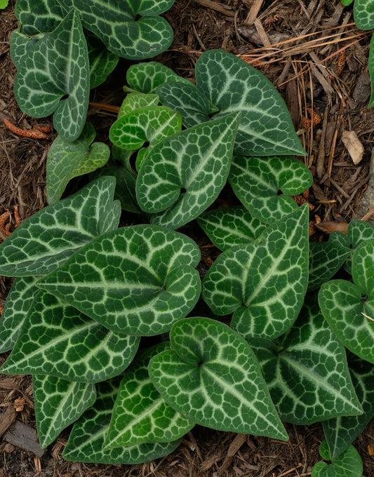 Image of Asarum macranthum 'Creeping Tortoise'|Juniper Level Botanic Gdn, NC|JLBG