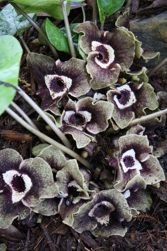 Image of Asarum magnificum|Juniper Level Botanic Gdn, NC|JLBG