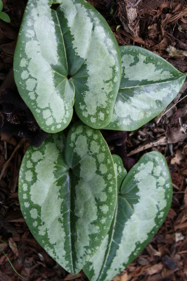 Image of Asarum magnificum|Juniper Level Botanic Gdn, NC|JLBG