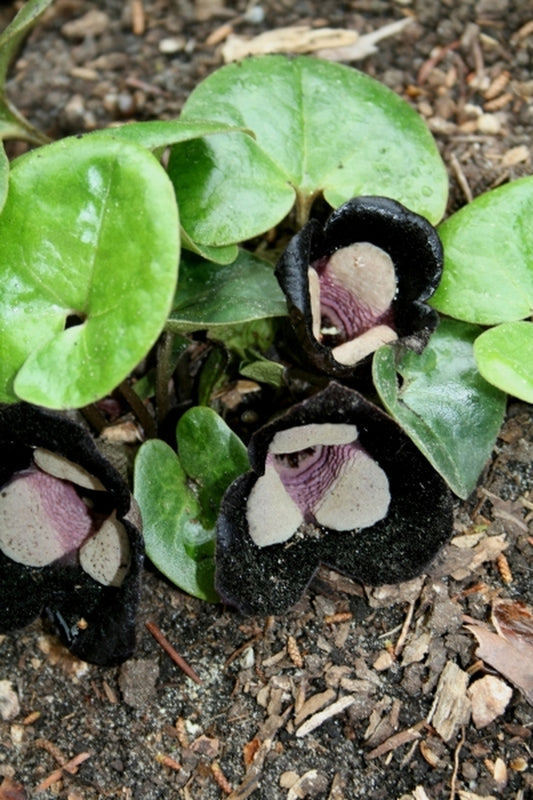 Image of Asarum maximum 'Green Panda'|Juniper Level Botanic Gdn, NC|JLBG