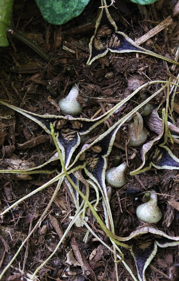 Image of Asarum minamitanianum|Juniper Level Botanic Gdn, NC|JLBG