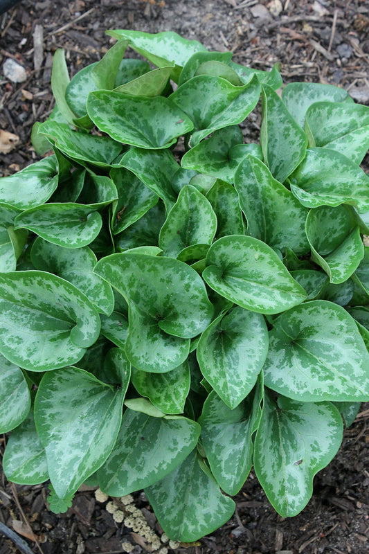 Image of Asarum minus 'Heart Throb'taken at Juniper Level Botanic Gdn, NC by JLBG