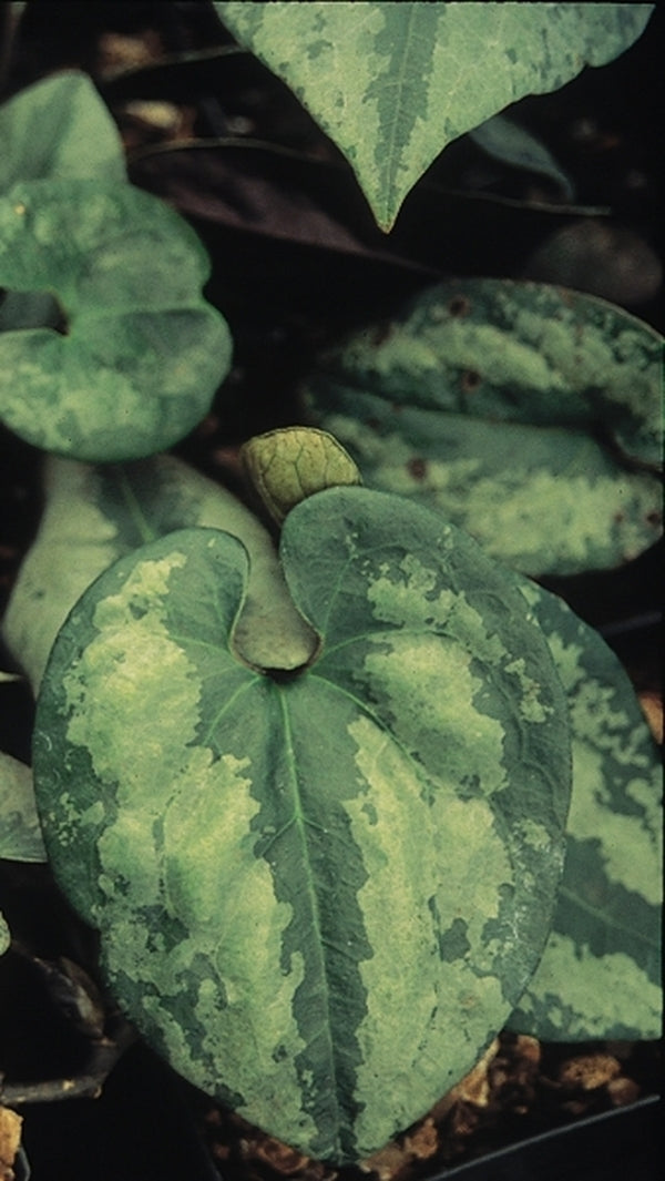 Image of Asarum porphyronotum|Juniper Level Botanic Gdn, NC|JLBG