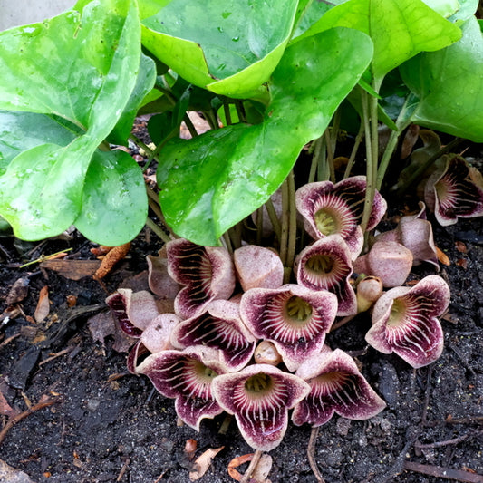 Image of Asarum speciosum 'Bloodshot Eyes'|Juniper Level Botanic Gdn, NC|JLBG