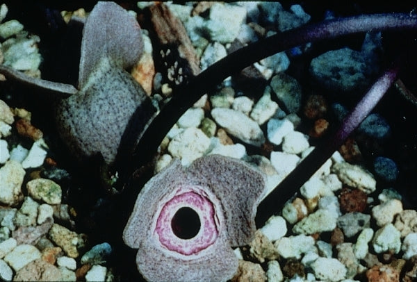 Image of Asarum subglobosum 'Mariner'|B. Yinger Gdn, PA|