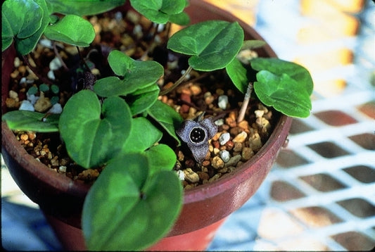Image of Asarum tamaense|B. Yinger Gdn, PA|B. Yinger