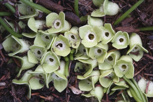 Image of Asarum trigynum 'Lime Zinger'|Juniper Level Botanic Gdn, NC|JLBG