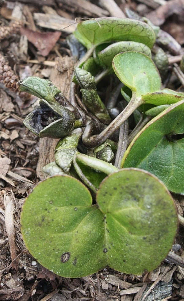 Image of Asarum virginicum 'Reb's Child'|Juniper Level Botanic Gdn, NC|JLBG