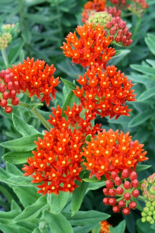 Image of Asclepias tuberosa Deep red-orange form||