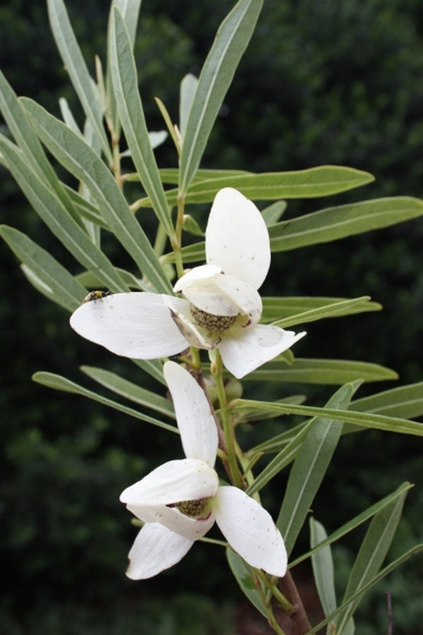 Image of Asimina angustifolia|Juniper Level Botanic Gdn, NC|JLBG