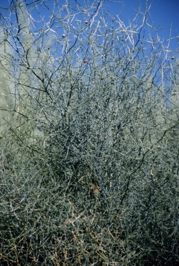Image of Asparagus denudatus 'Naude's Neck'taken at In Situ, Tiffindell, South Africa