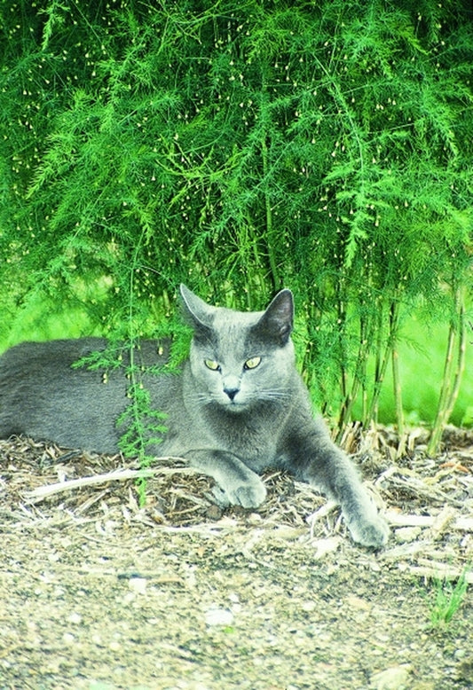 Image of Asparagus officinalis var. pseudoscaber|Juniper Level Botanic Gdn, NC|JLBG