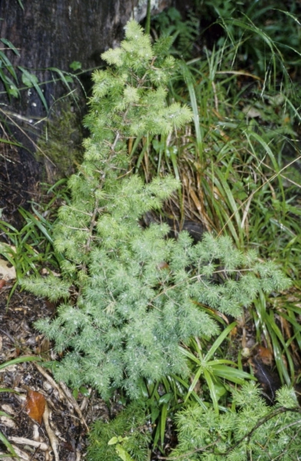 Image of Asparagus retrofactus Glen Avon Form|In Situ, Waainek Wildflower Reserve, South Africa|