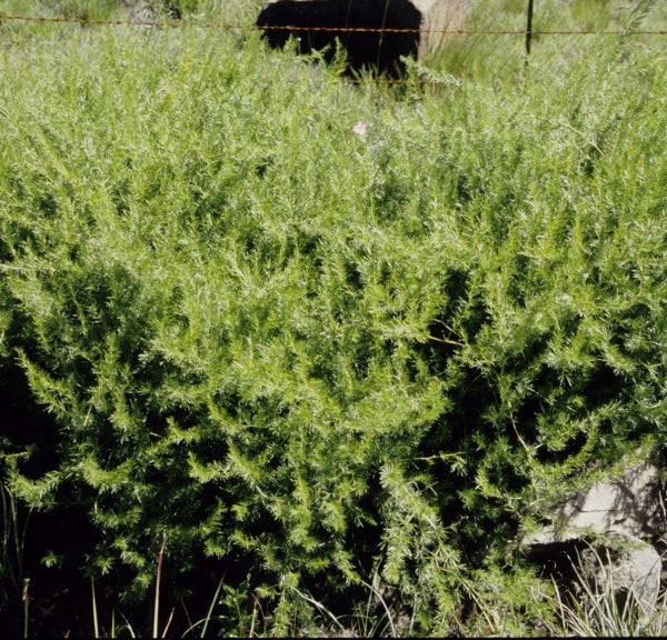 Image of Asparagus sp. Cathcart|Cathcart, South Africa|