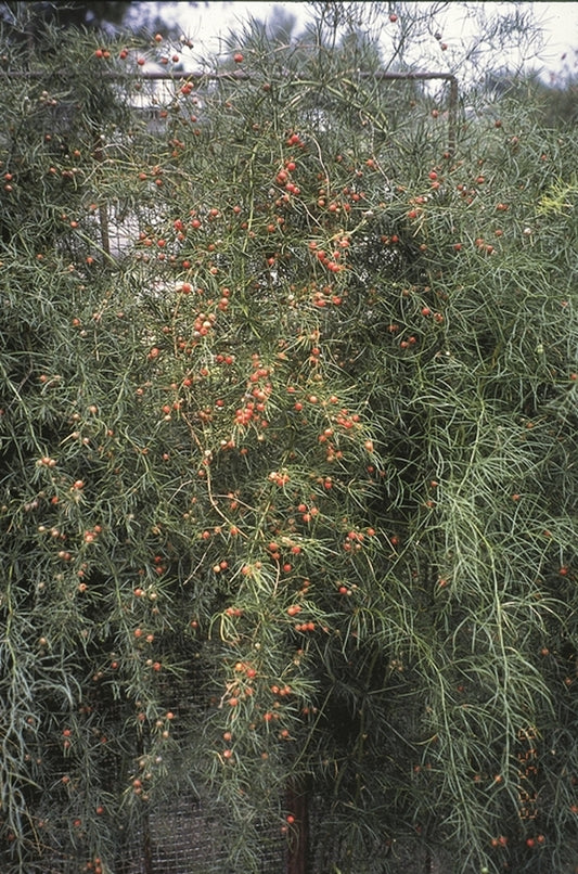 Image of Asparagus verticillatus|Bluebird Nursery, NE|H. Hamernik