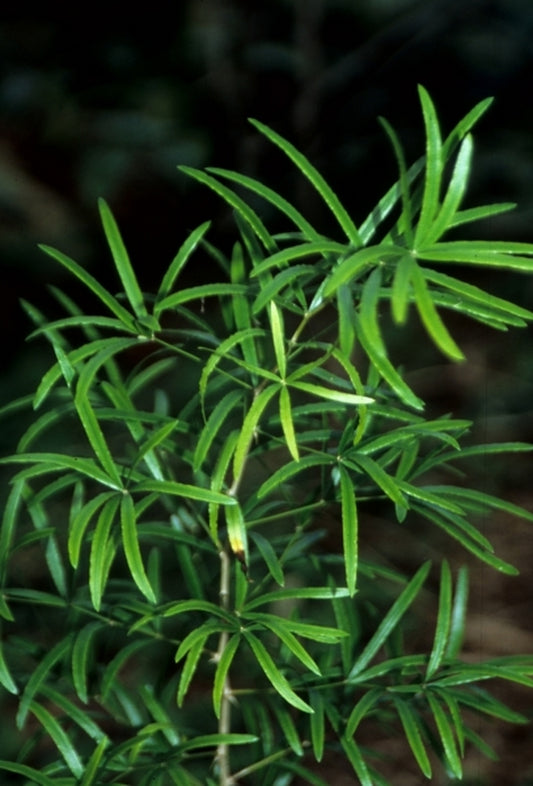 Image of Asparagus volubilis|Juniper Level Botanic Gdn, NC|JLBG