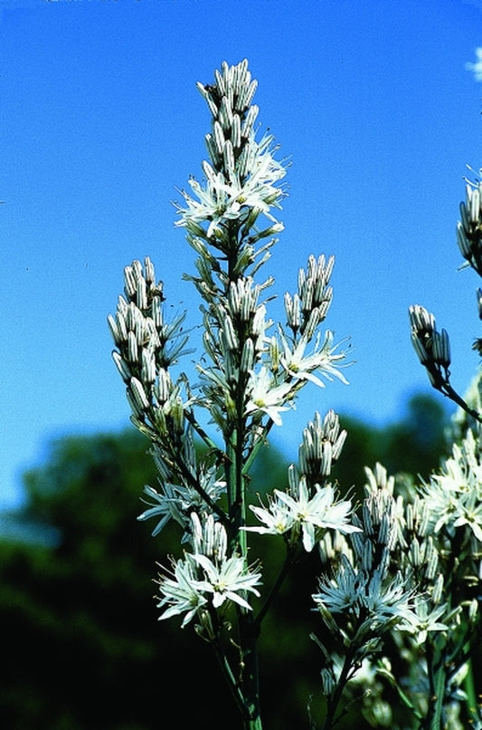 Image of Asphodelus aestivus|Juniper Level Botanic Gdn, NC|JLBG