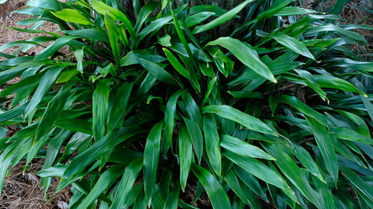 Image of Aspidistra basalis 'Green Jeans'taken at Juniper Level Botanic Gdn, NC by JLBG