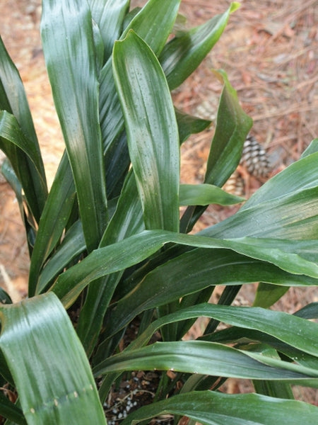 Learn about Aspidistra daibuensis 'Taiwan Stars' | Taiwan Stars Cast Iron  Plant | Perennial Encyclopedia