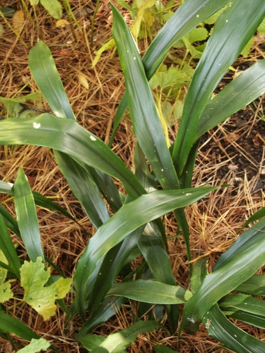 Image of Aspidistra ebianensis Green Form|Juniper Level Botanic Gdn, NC|JLBG