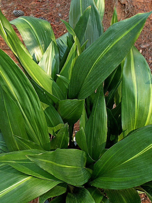 Image of Aspidistra elatior 'Akebono'taken at Juniper Level Botanic Gdn, NC by JLBG