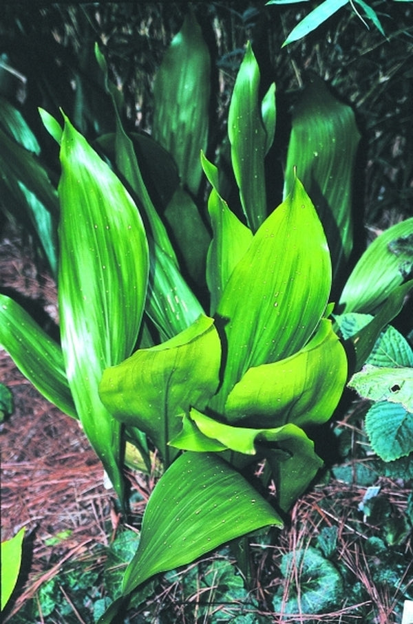 Image of Aspidistra elatior 'Hoshi Zora'taken at Juniper Level Botanic Gdn, NC by JLBG