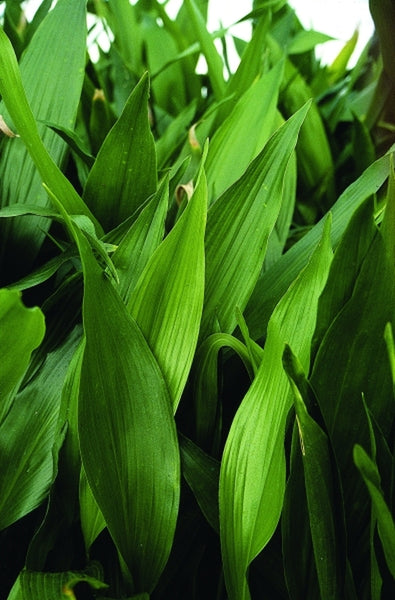 Learn about Aspidistra elatior 'Lennon's Green' | Lennon's Green Cast Iron  Plant
